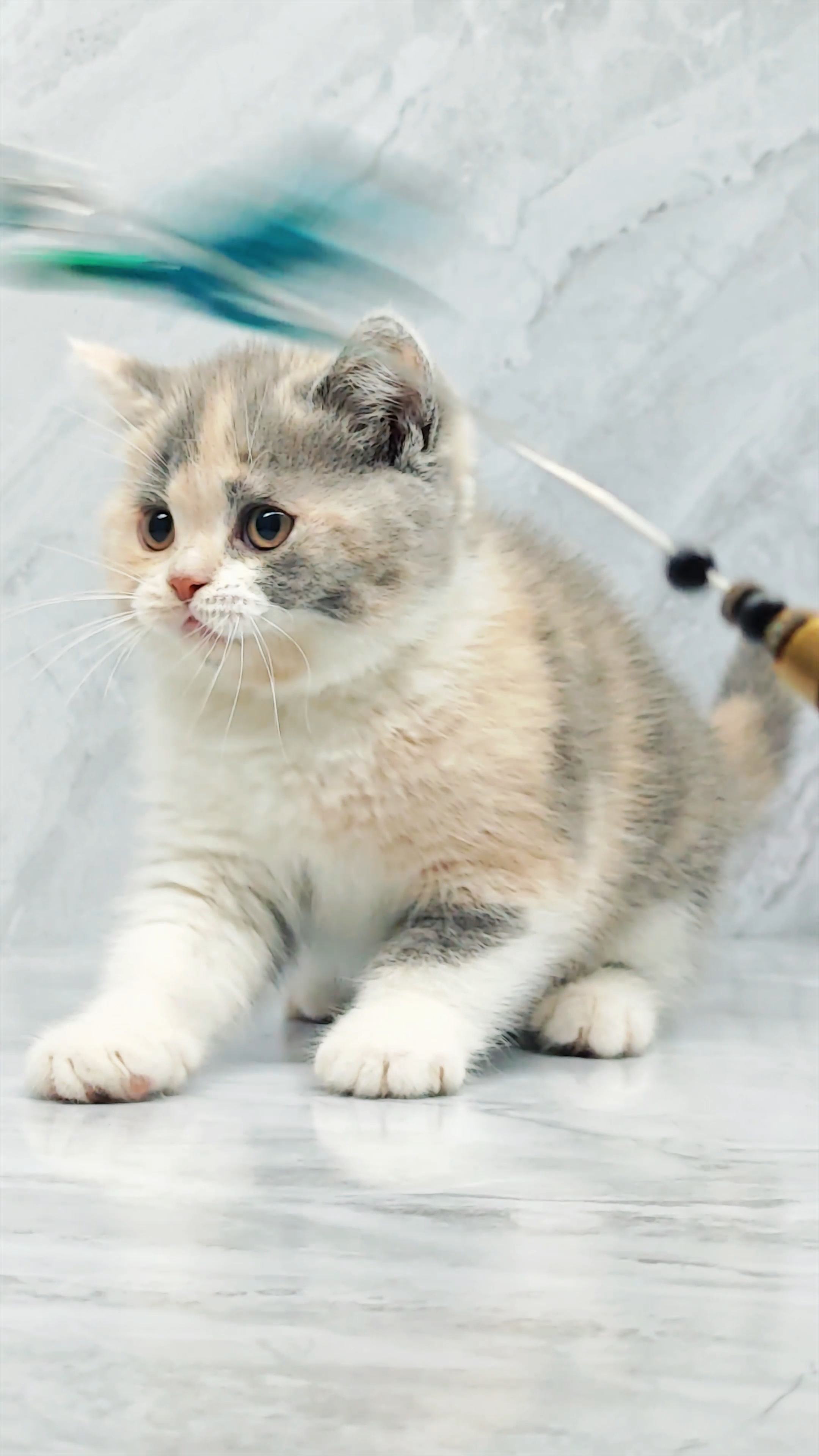 广州白云自家英短三花猫